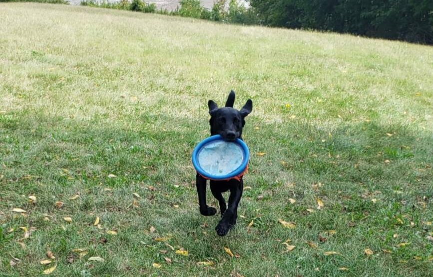 Roxy Frisbee Action